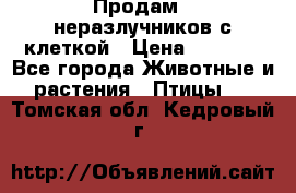 Продам 2 неразлучников с клеткой › Цена ­ 2 500 - Все города Животные и растения » Птицы   . Томская обл.,Кедровый г.